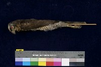 鳳頭蒼鷹藏品圖，第1張